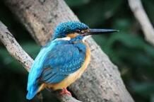 藍耳翠鳥安達曼島亞種 藍耳翠鳥安達曼島亞種