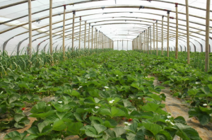 雷家店子草莓採摘基地 雷家店子草莓採摘基地
