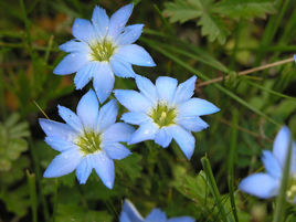 藏報春花 藏報春花