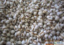 薏米[禾本目、禾本科草本]