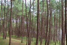 八彎田自然村生態林