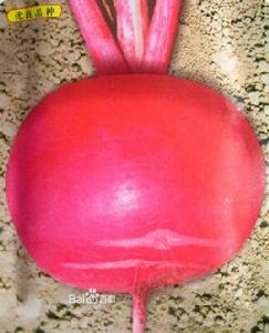 大紅袍蘿蔔 大紅袍蘿蔔