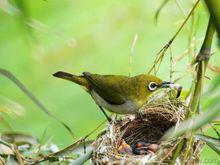 繡眼鳥