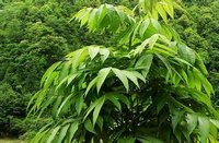 亞熱帶常綠闊葉林