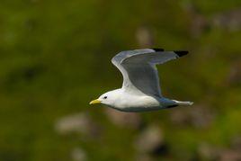 三趾鷗屬 三趾鷗屬