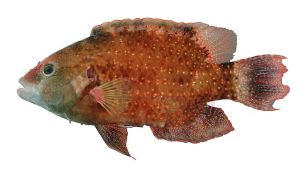 綠尾唇魚 綠尾唇魚