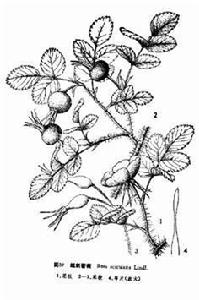 細刺薔薇 細刺薔薇