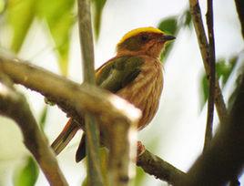 朱頂嬌鶲 朱頂嬌鶲