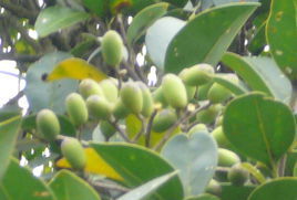 細軸蕘花 細軸蕘花