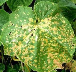 黃瓜細菌性枯萎病 黃瓜細菌性枯萎病