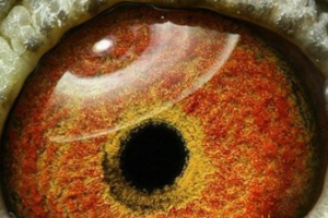 臥式眼志 臥式眼志