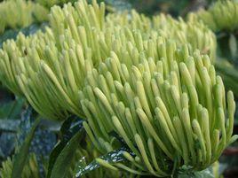 湘蕾金銀花 湘蕾金銀花