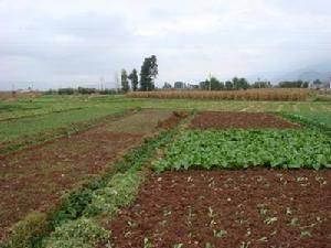 老爹墳自然村 老爹墳自然村