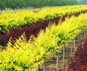 新疆大葉榆 新疆大葉榆