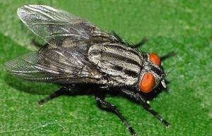 瘦鉤鬃麻蠅 瘦鉤鬃麻蠅