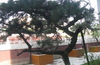 一瓶四合院 一瓶四合院