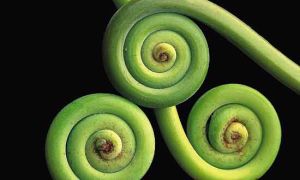 黑柄鐵角蕨 黑柄鐵角蕨