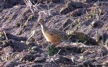 彎嘴斑(共鳥) 彎嘴斑(共鳥)