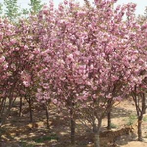 （圖）苗木品質