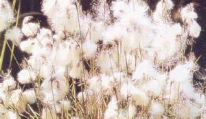 窄葉羊鬍子草 窄葉羊鬍子草