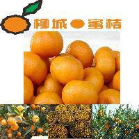 柳城蜜桔 柳城蜜桔