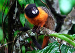 金須檉柳猴 金須檉柳猴