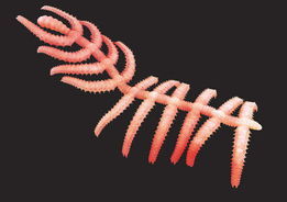 原口動物 原口動物