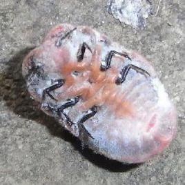 日本草履蚧 日本草履蚧