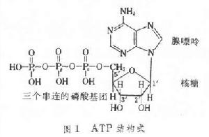 腺苷三磷酸