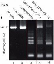 第三條泳道不一致