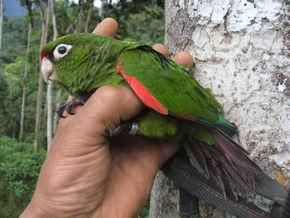 埃爾奧羅錐尾鸚鵡