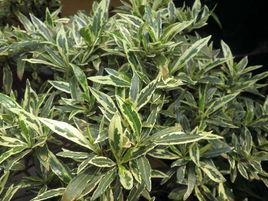 花葉梔子 花葉梔子