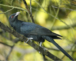 噪鵑摩鹿加群島中部亞種 噪鵑摩鹿加群島中部亞種