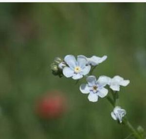 白花黑環罌粟 白花黑環罌粟