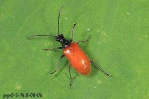 長翅偽葉蟲花天牛 長翅偽葉蟲花天牛