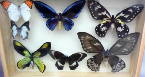 瀕危蝴蝶標本
