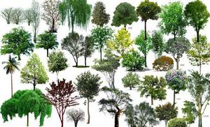 喬木[植物學名詞]