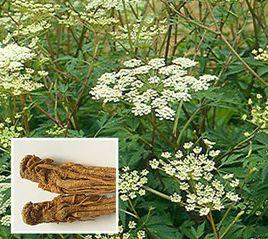 雲南野當歸 雲南野當歸