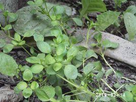 雞腸子草 雞腸子草