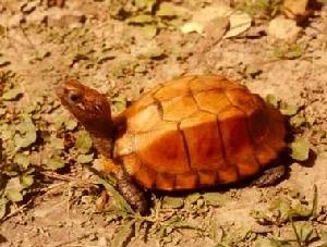 鋸緣攝龜 鋸緣攝龜