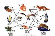 食物鏈