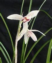 朱絲白蓮瓣 朱絲白蓮瓣