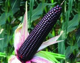 晉黑糯3號 晉黑糯3號