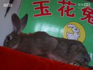 比利時兔 比利時兔