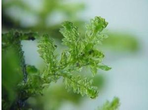 波葉平蘚 波葉平蘚