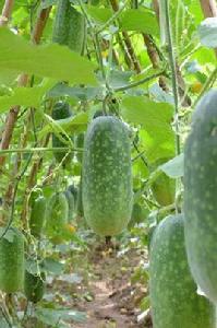 桂優8號毛節瓜 桂優8號毛節瓜