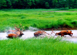 大豐自然保護區 大豐自然保護區