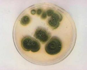 洛克菲特青黴 洛克菲特青黴