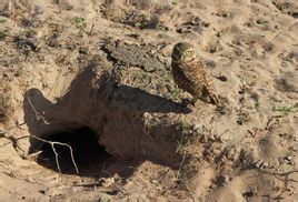 委內瑞拉穴鴞 委內瑞拉穴鴞