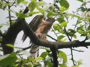 （圖）棕腹杜鵑